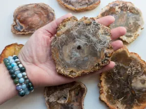 Petrified Wood Slab